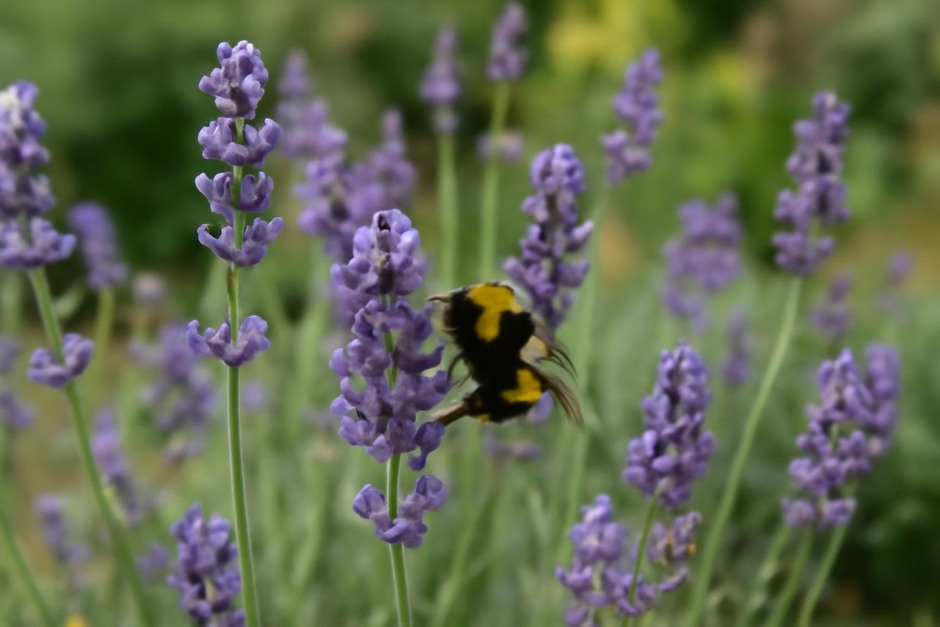 A bumblebee visiting lavender blossoms in a small garden